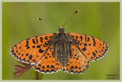 <i>Melitaea didyma</i>