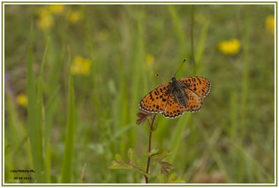 <i>Melitaea didyma</i>