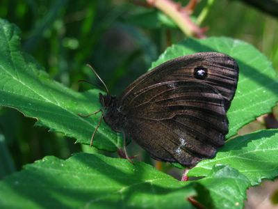 <i>Minois dryas</i>