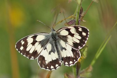 <i>Melanargia galathea</i>