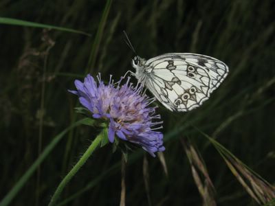 <i>Melanargia galathea</i>
