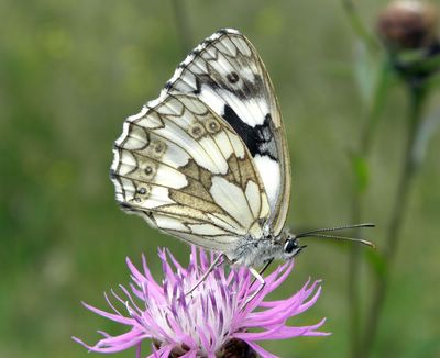 <i>Melanargia galathea</i>