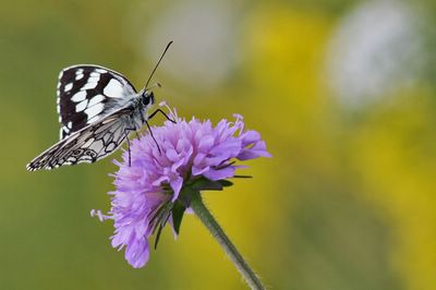 <i>Melanargia galathea</i>