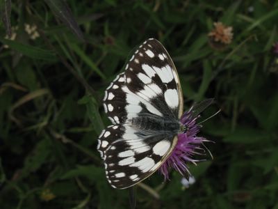 <i>Melanargia galathea</i>