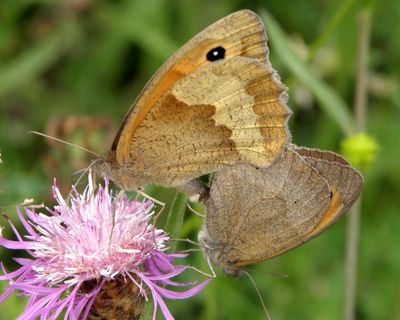 <i>Maniola jurtina</i>