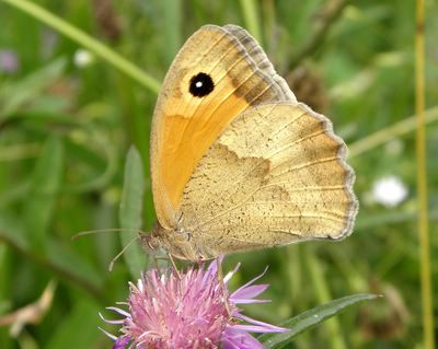 <i>Maniola jurtina</i>