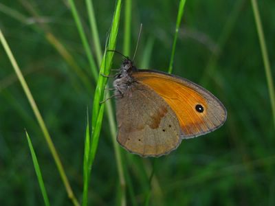 <i>Maniola jurtina</i>