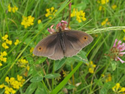<i>Maniola jurtina</i>