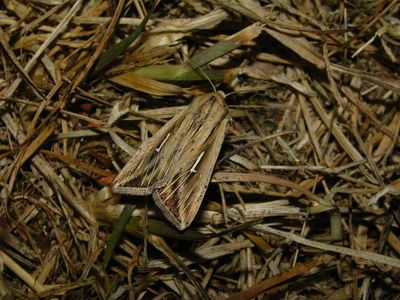 <i>Mythimna l-album</i>