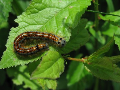 <i>Malacosoma neustria</i>