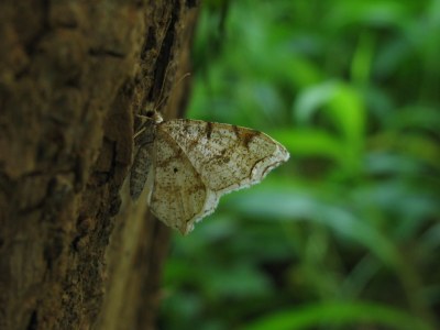 <i>Macaria notata</i>