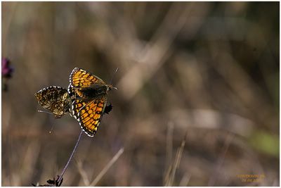<i>Melitaea parthenoides</i>