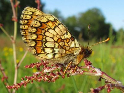 <i>Melitaea parthenoides</i>