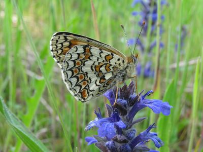 <i>Melitaea phoebe</i>