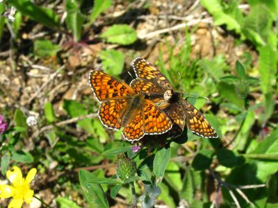 <i>Melitaea phoebe</i>