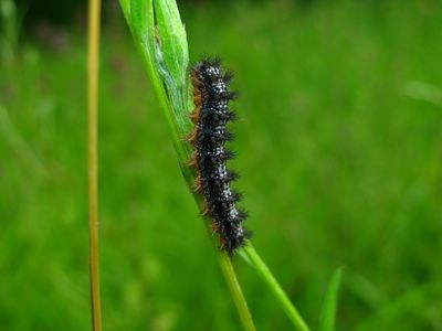 <i>Melitaea phoebe</i>