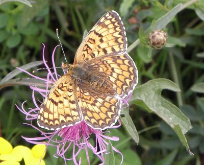 <i>Melitaea phoebe</i>