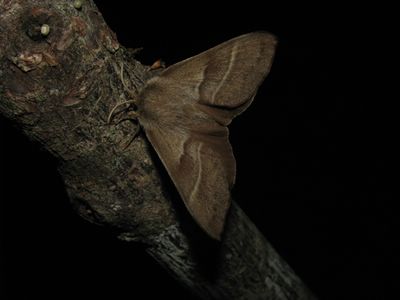 <i>Macrothylacia rubi</i>
