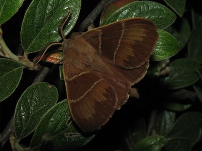 <i>Macrothylacia rubi</i>