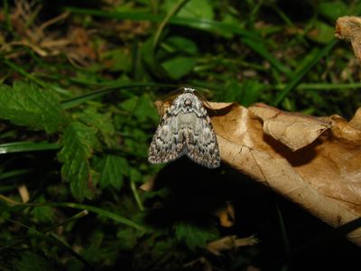 <i>Meganola strigula</i>