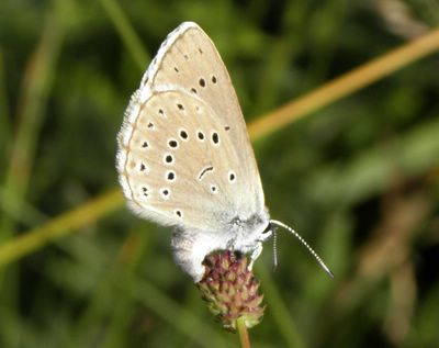 <i>Phengaris teleius</i>