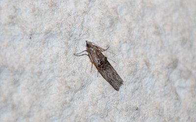<i>Nephopterix angustella</i>
