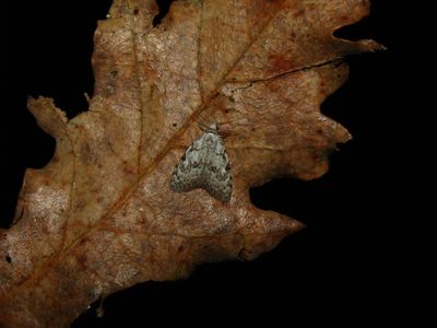 <i>Nola confusalis</i>