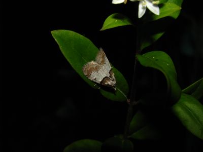 <i>Nola cucullatella</i>