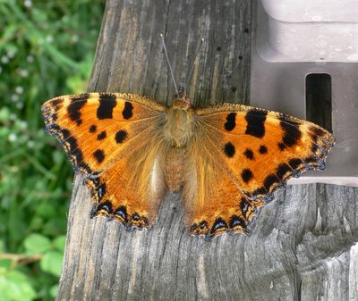 <i>Nymphalis polychloros</i>