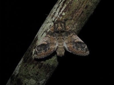 <i>Notodonta tritophus</i>