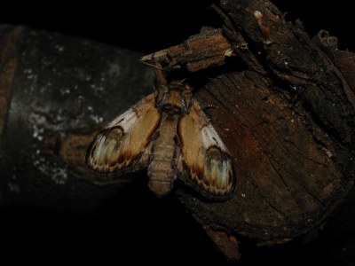 <i>Notodonta ziczac</i>