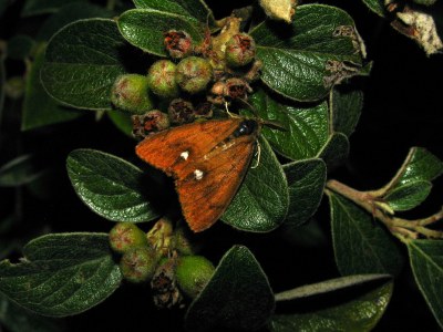 <i>Orgyia antiqua</i>