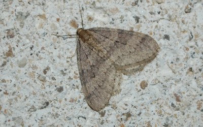 <i>Operophtera brumata</i>