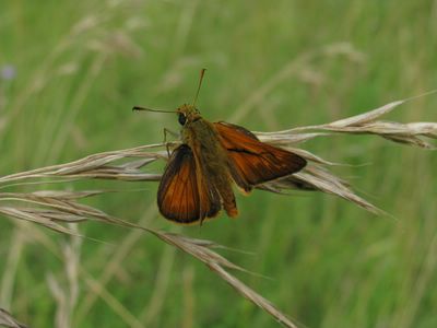 <i>Ochlodes sylvanus</i>