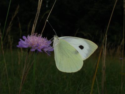 <i>Pieris brassicae</i>