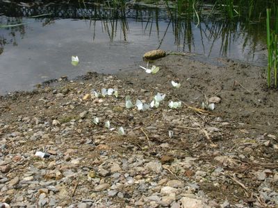 <i>Pieris brassicae</i>