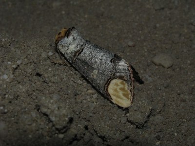 <i>Phalera bucephala</i>