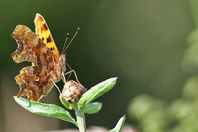 <i>Polygonia c-album</i>