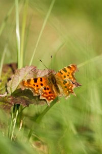 <i>Polygonia c-album</i>