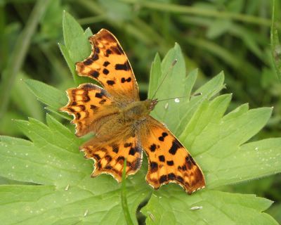 <i>Polygonia c-album</i>