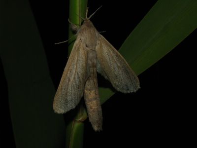 <i>Phragmataecia castaneae</i>