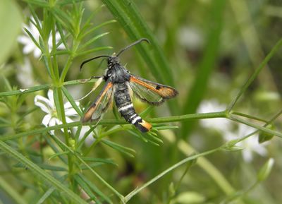 <i>Pyropteron chrysidiforme</i>