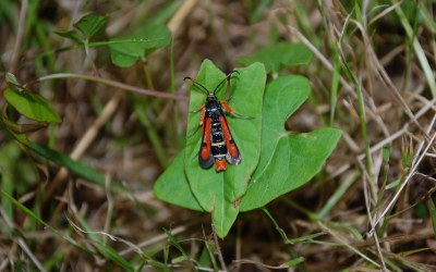 <i>Pyropteron chrysidiforme</i>