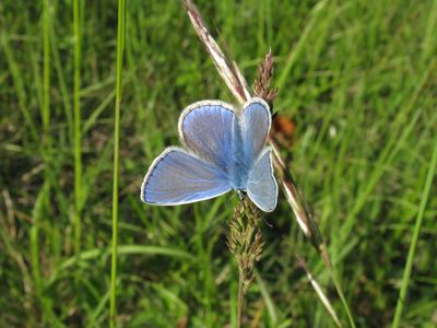 <i>Polyommatus icarus</i>