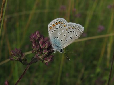 <i>Polyommatus icarus</i>