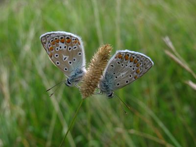 <i>Polyommatus icarus</i>