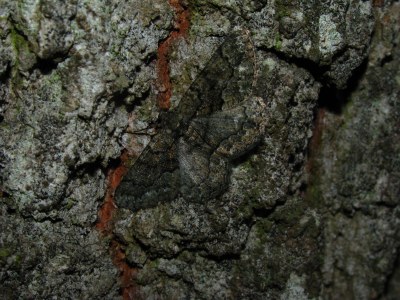<i>Peribatodes ilicaria</i>