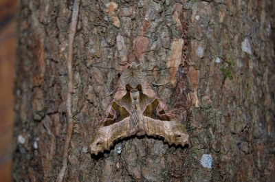<i>Phlogophora meticulosa</i>