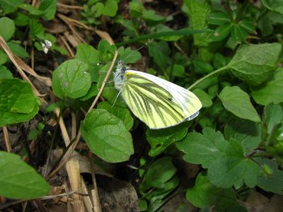 <i>Pieris napi</i>