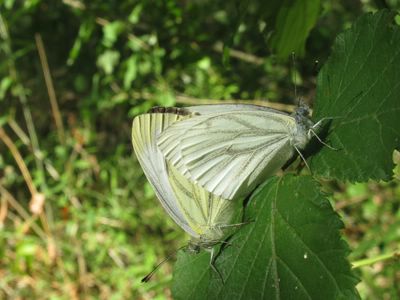 <i>Pieris napi</i>